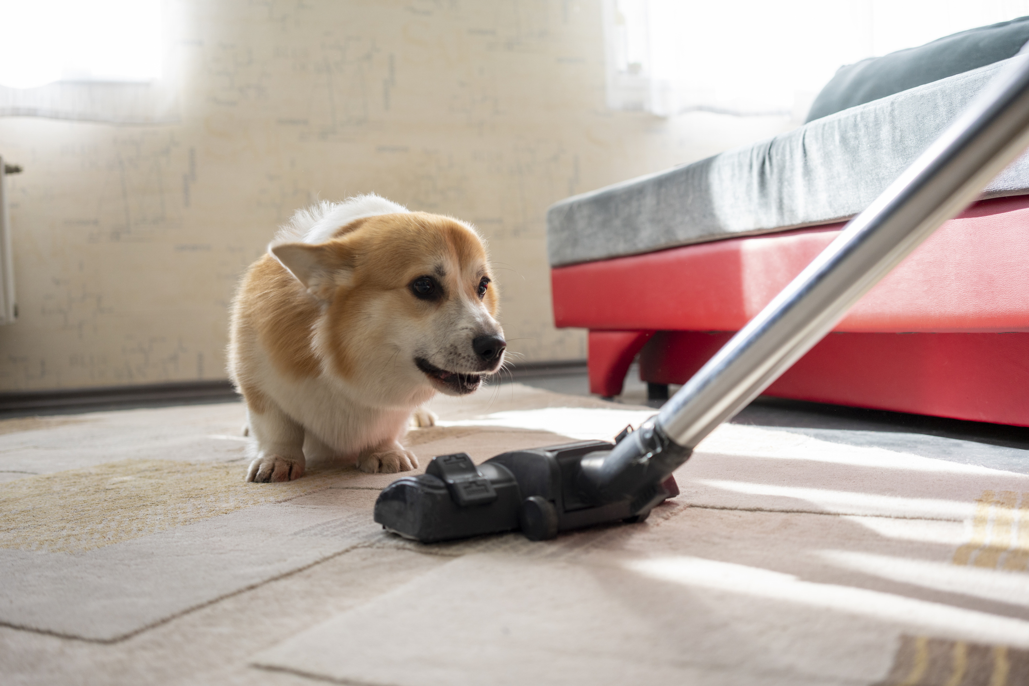 Corgi dog beside a vacuum cleaner in a living room, appearing curious or startled