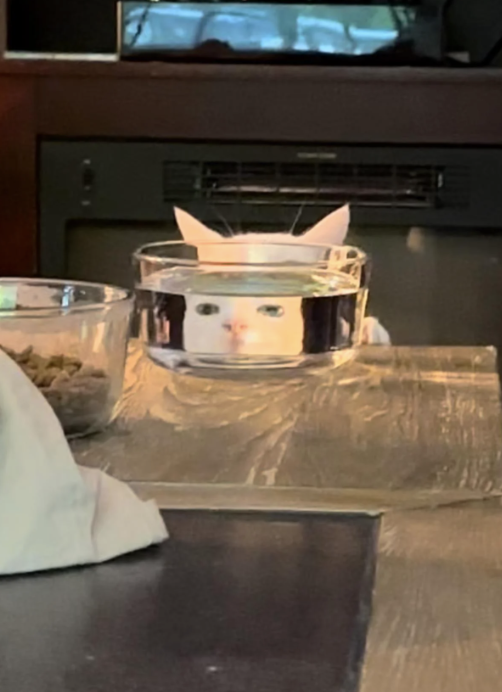 A cat peeks through a transparent bowl on a table, looking curious, in a domestic setting