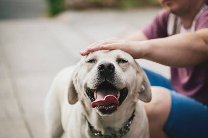 Person petting a content yellow Labrador retriever, focus on the dog&#x27;s happy expression