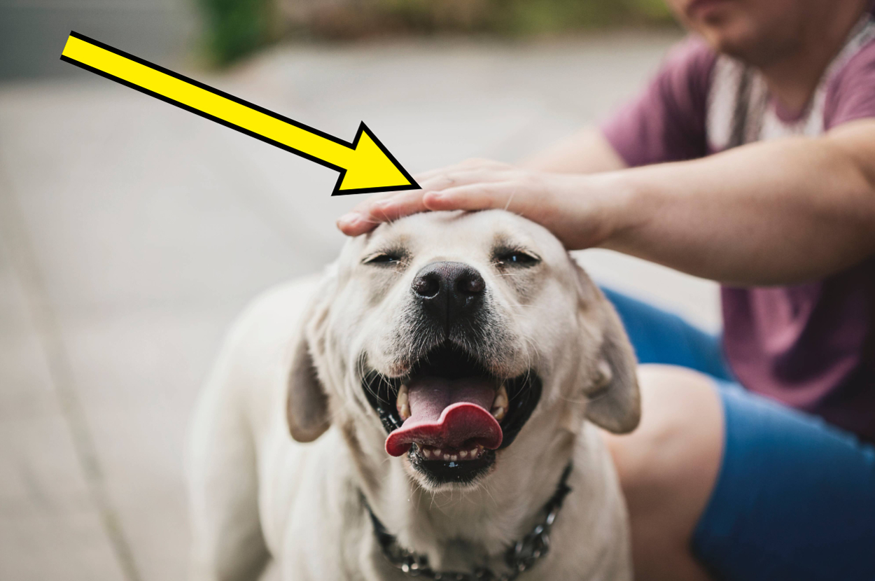 Here's When (And Where) You Shouldn't Pet Your Dog, According To A
Veterinary Behaviorist