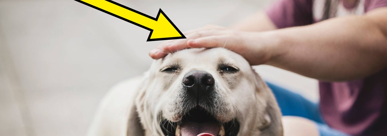 Person petting a happy dog on the head