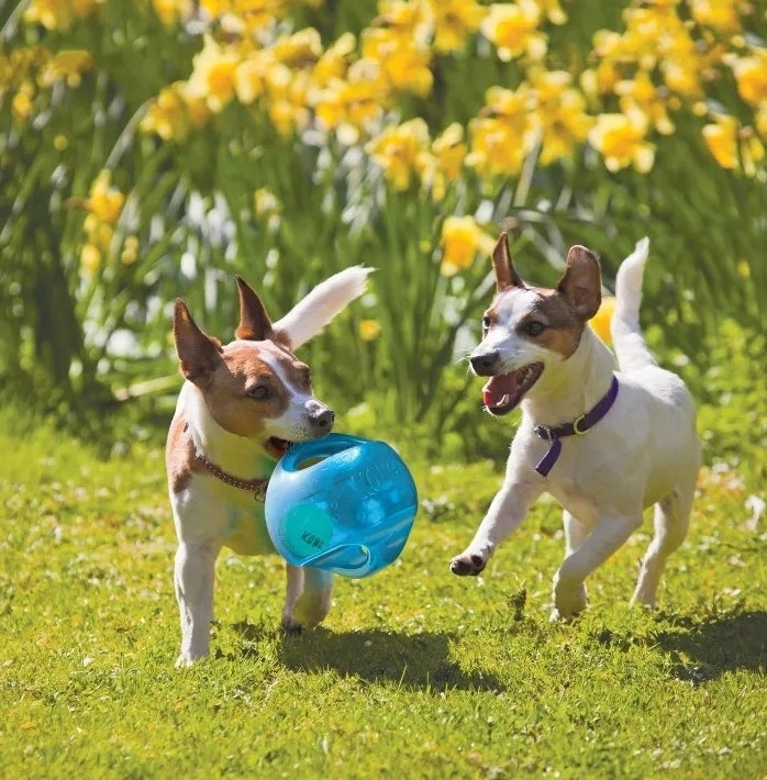 Two dogs playing with a blue Kong Jumbler