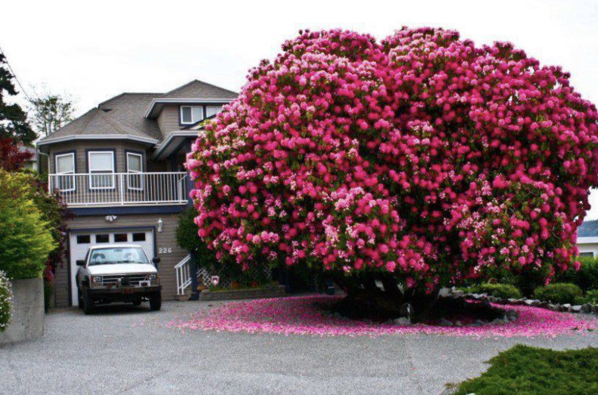 Large flowering shrub shedding pink petals onto a driveway next to a parked truck, in front of a two-story house