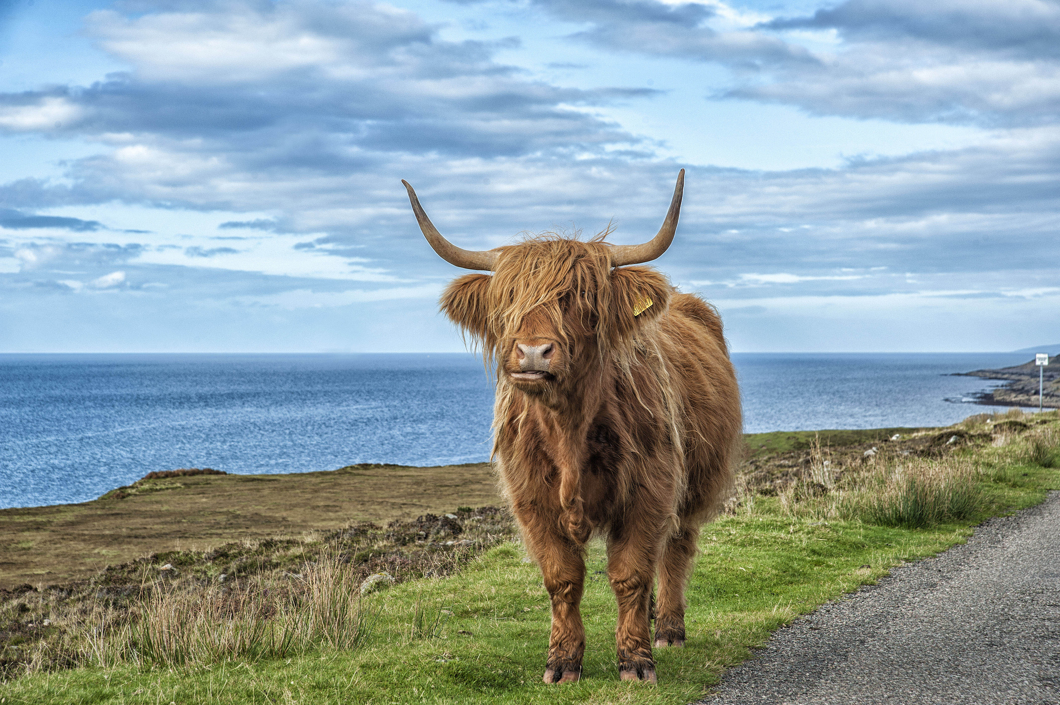 Highland cow standing on a road with grass and the sea in the background