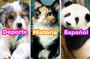 Tres animales con palabras: perro con "Deporte", gato con "Historia", panda con "Español"