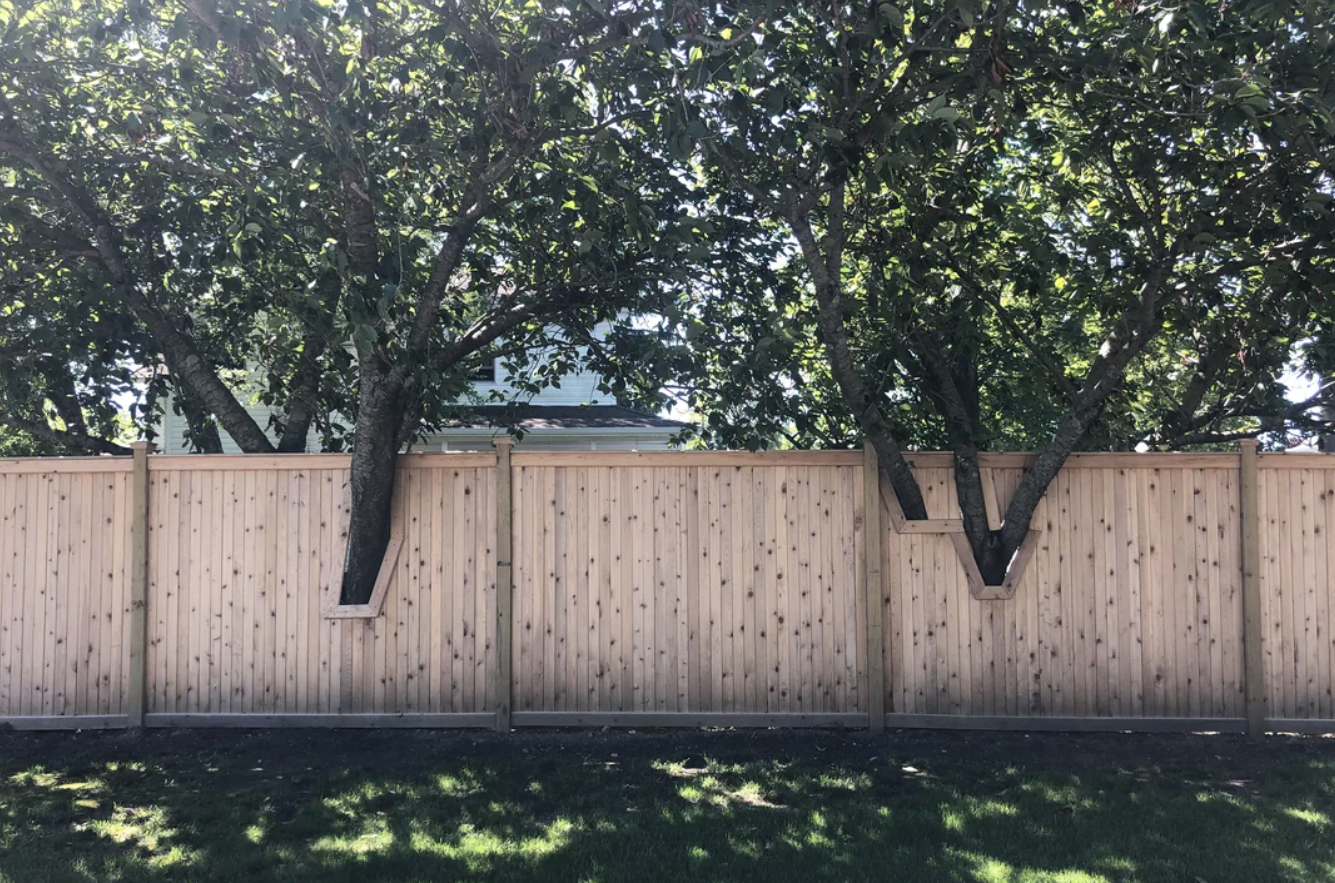 A fence incorporating three trees in a straight line as part of the structure