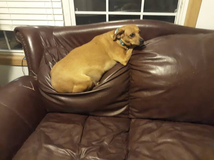 A dog sitting on a leather couch with a torn cushion