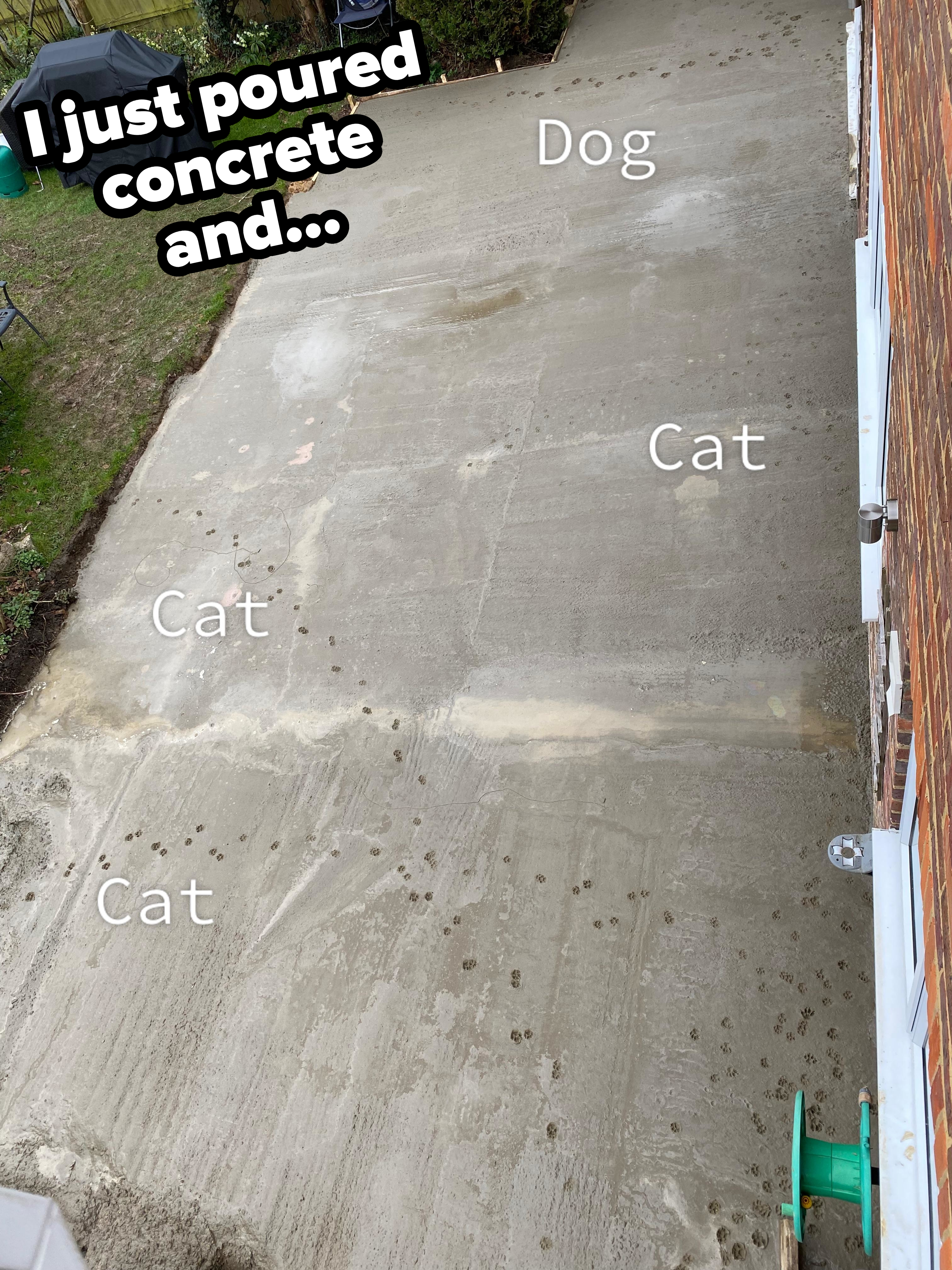 Fresh concrete sidewalk with paw prints; labeled &quot;Dog&quot; near large prints and &quot;Cat&quot; by smaller prints