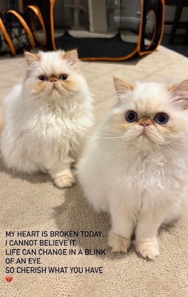 Two Persian cats looking at the camera