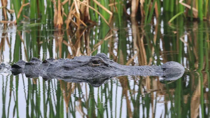 Alligator floating in water with only its head visible above the surface