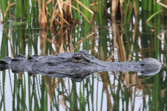 American alligator partially submerged in water, with only its head and back visible above the surface
