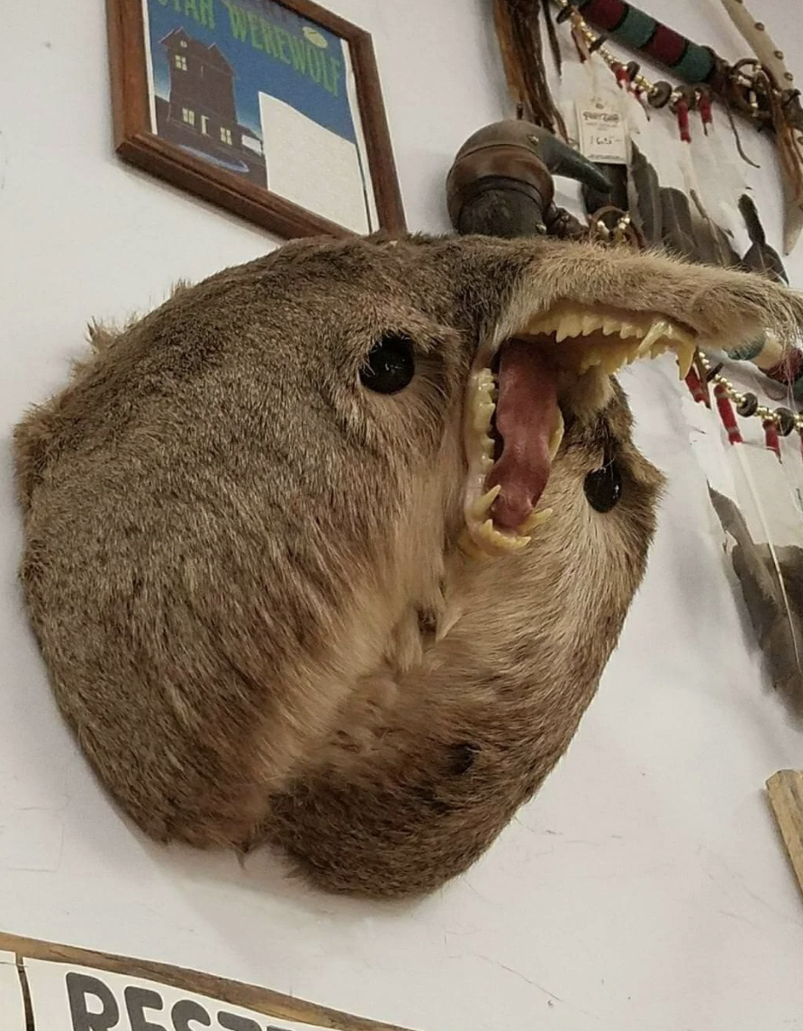 Taxidermy of a creature resembling a rabbit with sharp teeth mounted on a wall