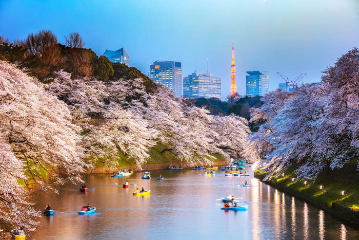 Boats float under cherry blossoms near Tokyo Tower at dusk