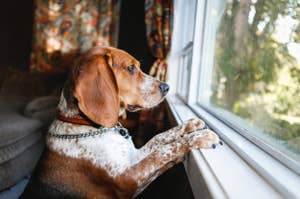 Beagle with a collar looking out a window, resting paws on windowsill