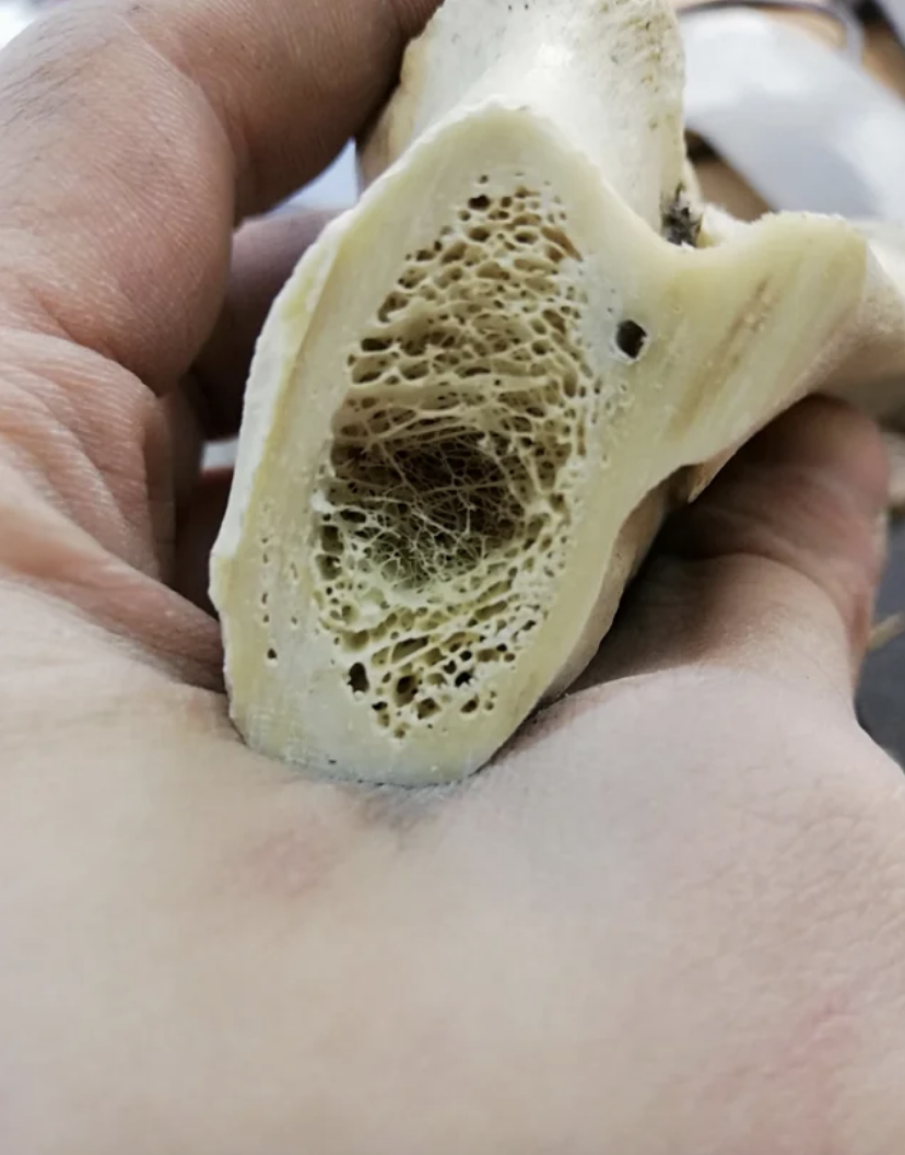 A close-up of a person holding a cross-section of bone, showing porous internal structure