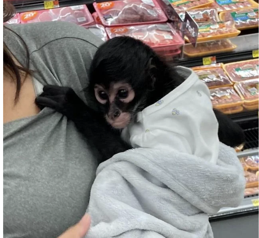 A spider monkey in a shirt clinging to a person in a grocery store