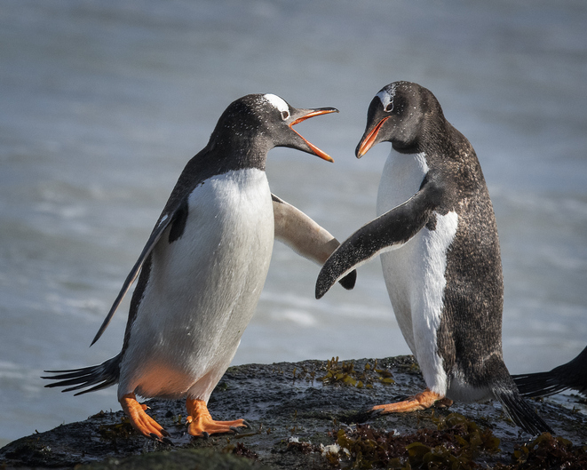 Two penguins appearing to &quot;shake hands&quot; standing on a rock by the water