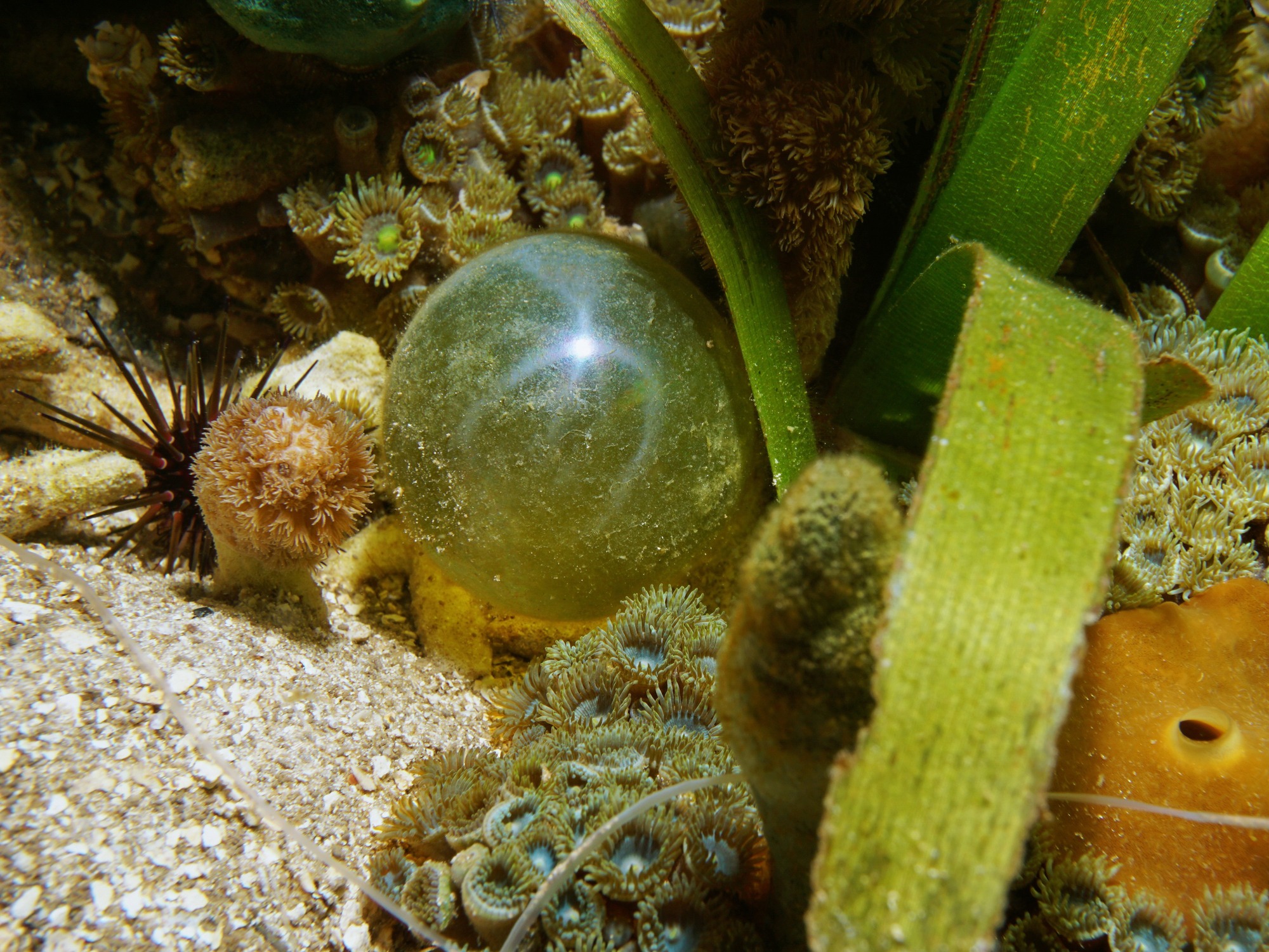 Translucent, speckled orb nestled among seafloor vegetation with marine life