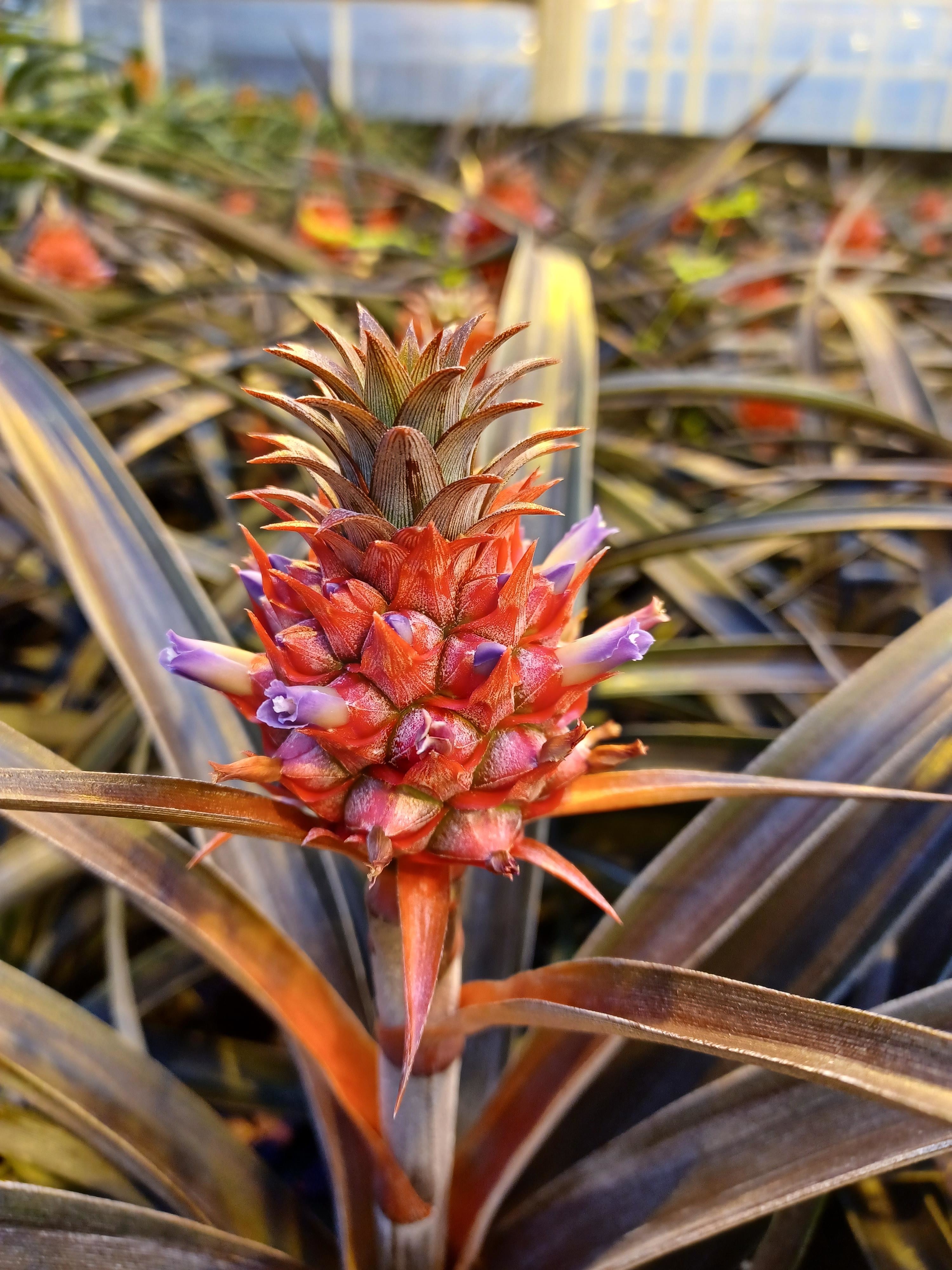 Young pineapple growing among pointy leaves, with purple flowers emerging from its top