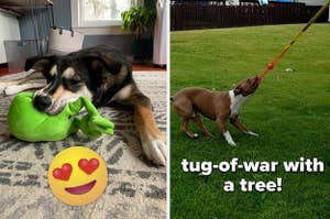 left: reviewer photo of pup chewing on green frog plush. right: reviewer photo, dog tugging on tether outdoors attached to tree.