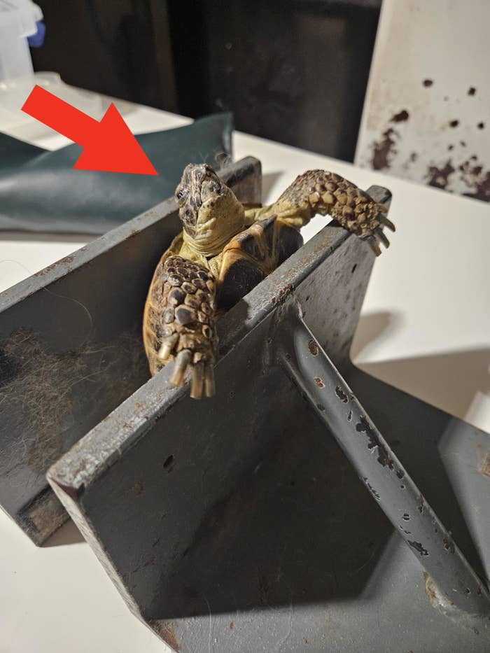 Turtle with head and limbs sticking out between two flat metal surfaces, looking puzzled