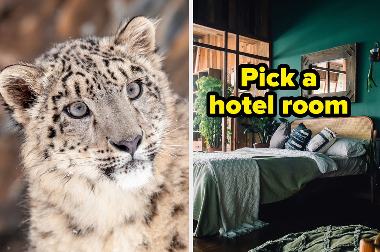 From Cougars To Servals, Everyone Is One Of These Big Kitties, So Plan
A Vacation And I'll Reveal Which One You Are
