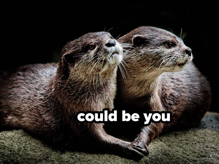 Two otters side by side looking upwards and holding hands