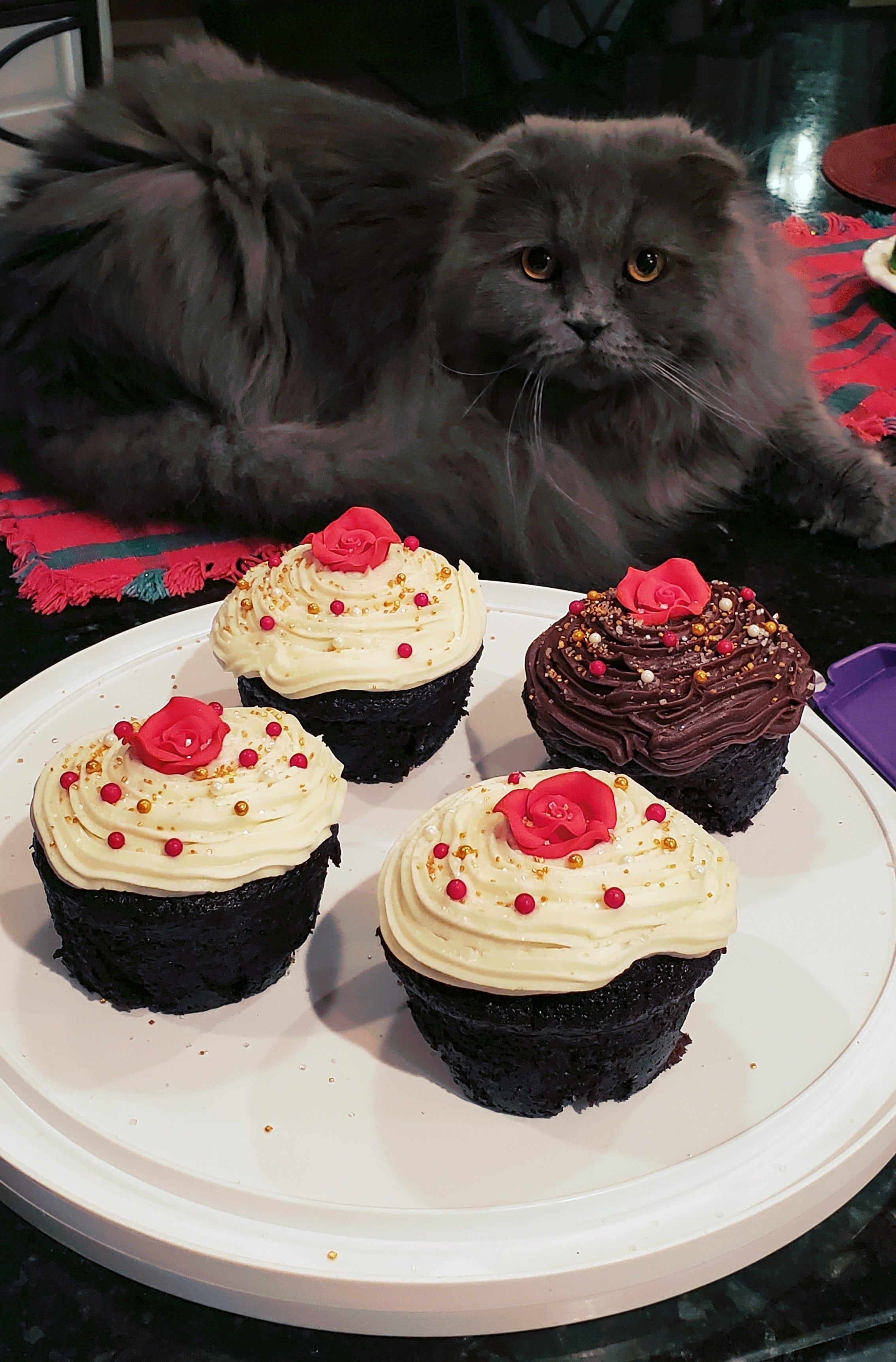 A fluffy, long-haired cat sits behind a plate with four decorated cupcakes, two with white frosting and two with brown toppings