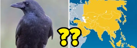 Split image: left side shows a raven perched on a rock; right side is a map with a mystery location marked