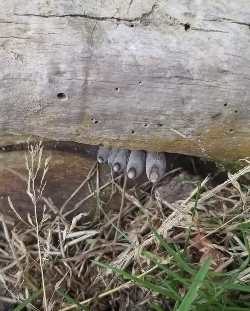 Dead man&#x27;s fingers creeping from a log