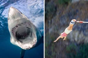 Split image: left shows a close-up of a shark's open mouth underwater; right depicts a person bungee jumping upside down