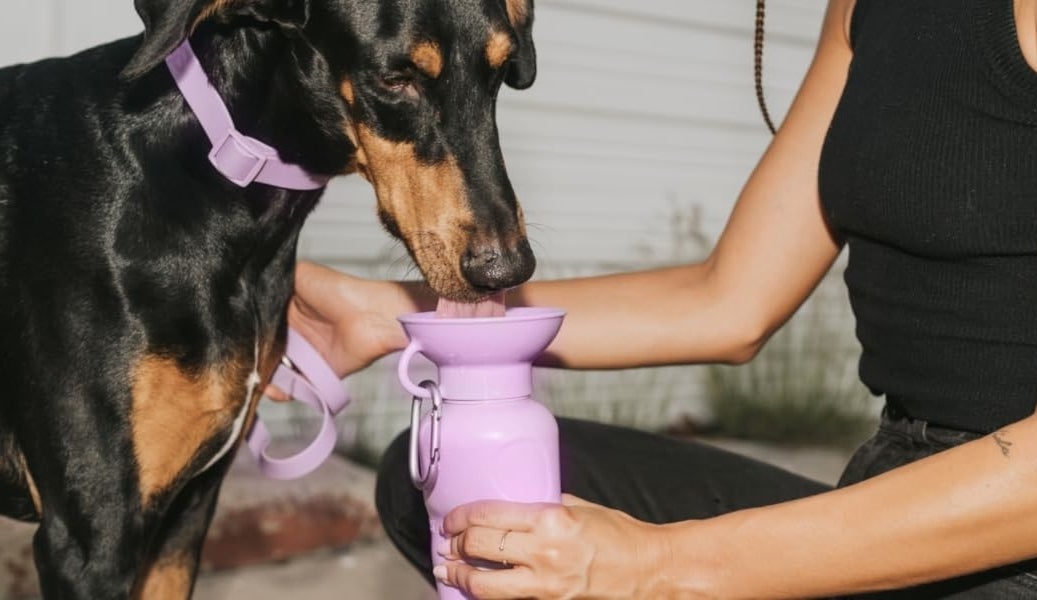 Person using a purple portable dog water bottle to give water to their Doberman on a walk