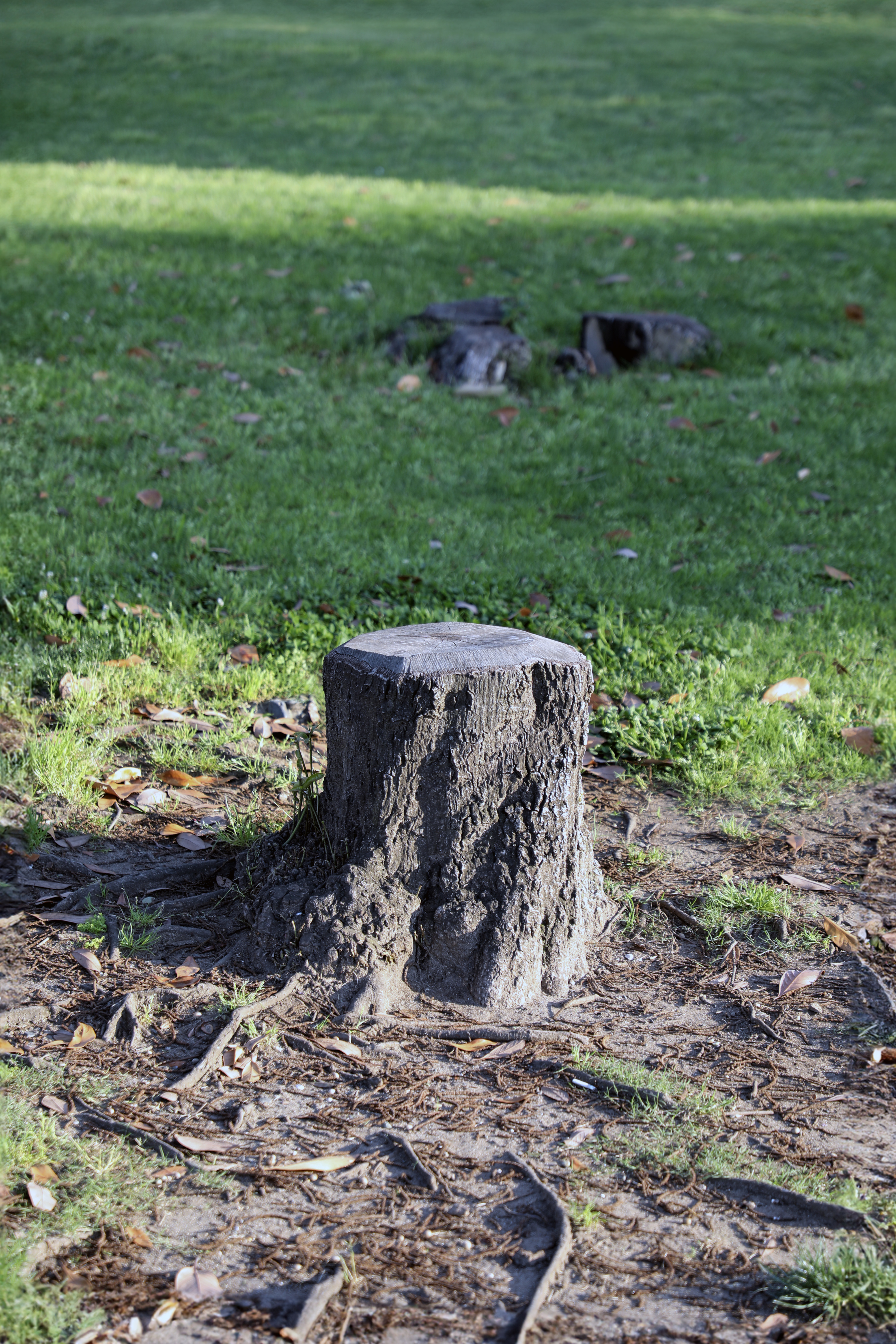 Tree stump in grassy area with sunlight, no persons in view