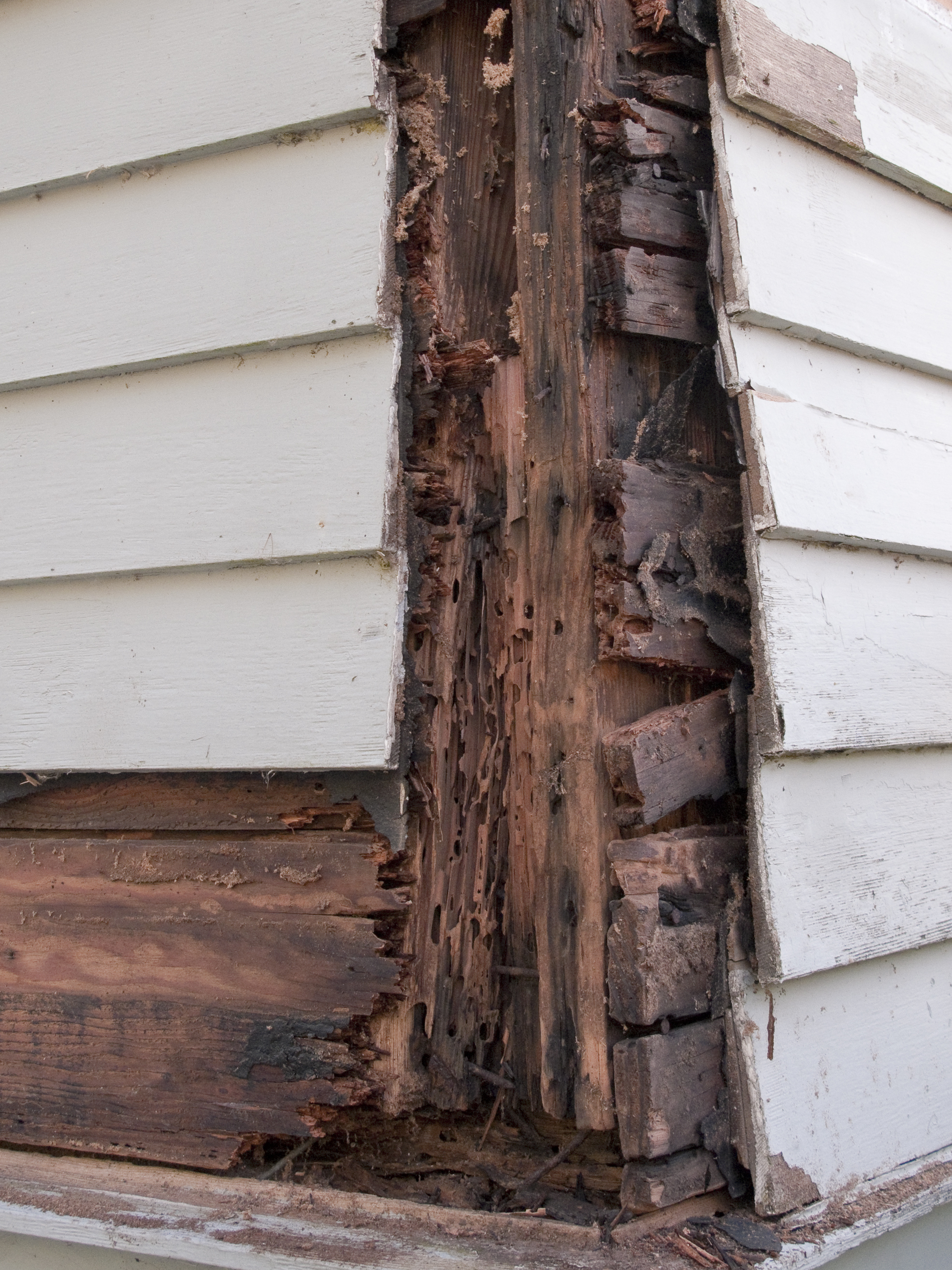 Damaged house siding and frame with visible termite infestation