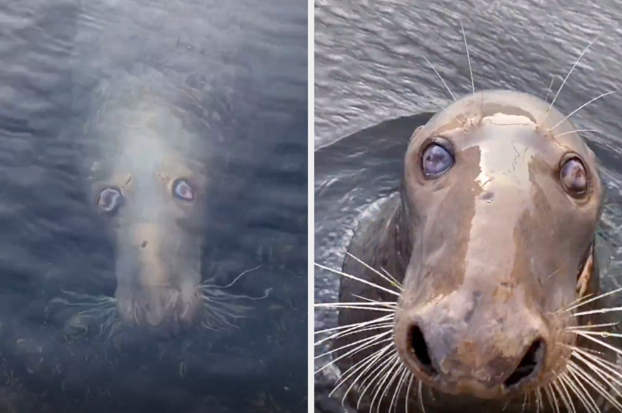 Seal emerging from water, looking directly at the camera, with its face partially submerged