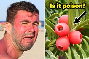 Man with pained expression, split with image of plant and berries, text asks "Is it poison?" with arrow pointing to berries