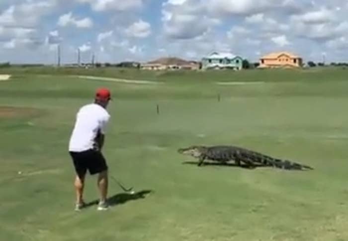 Golfer stands near a large alligator on a golf course, preparing for a putt
