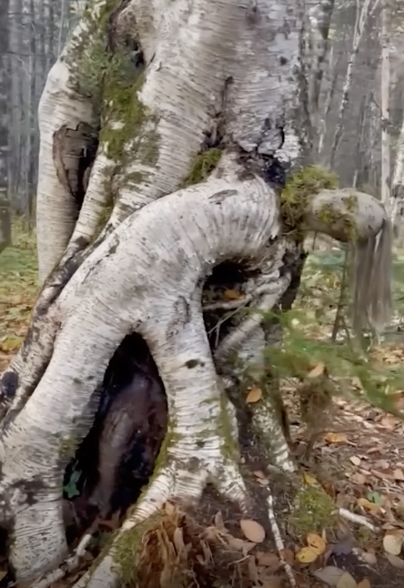 Unusual tree trunk with multiple twisting knots and hollows, resembling a fantastical creature