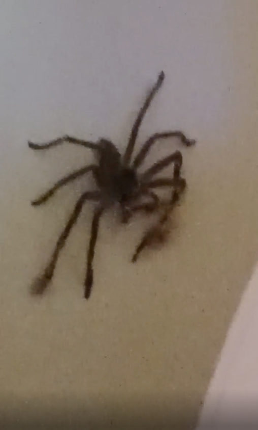 A large spider on a light surface, often a surprising find indoors.
