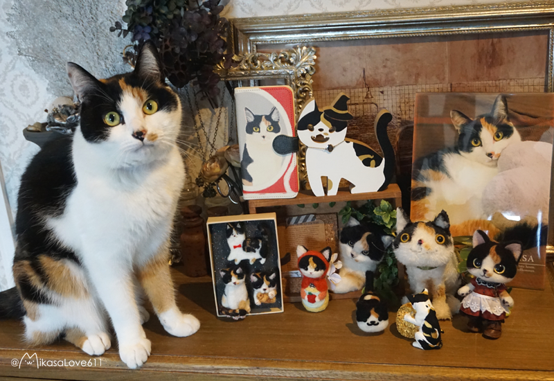 三毛猫が猫の人形や写真に囲まれて座っている。