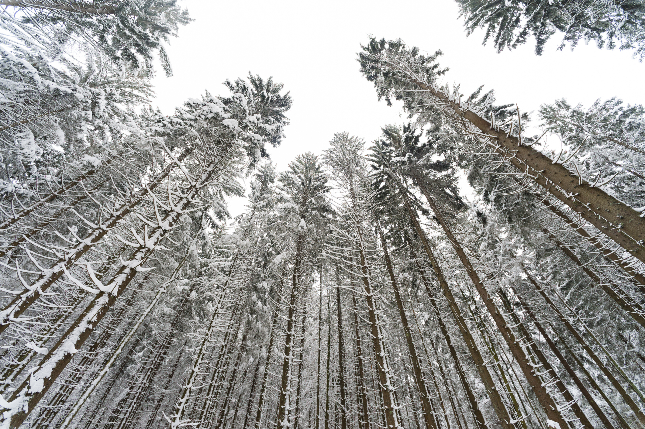 Tall snow-covered trees from a ground-up perspective in a dense forest