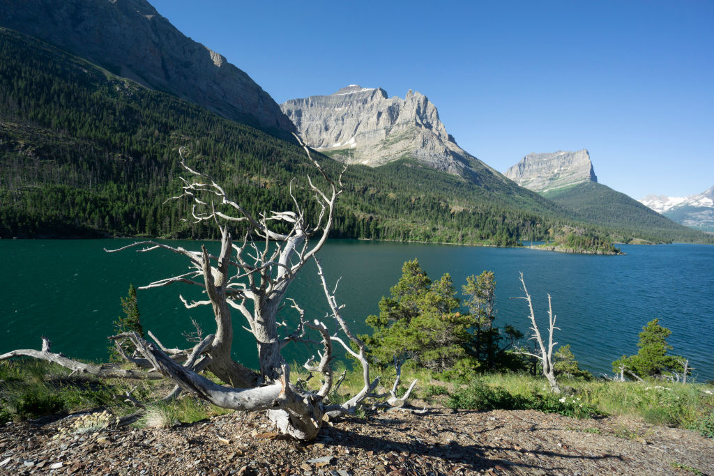 A scenic view of a mountain lake with a prominent dry tree in the foreground