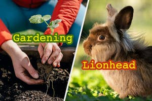 Split image with person planting on the left and a Lionhead rabbit on the right, words "Gardening" and "Lionhead" overlaying each half
