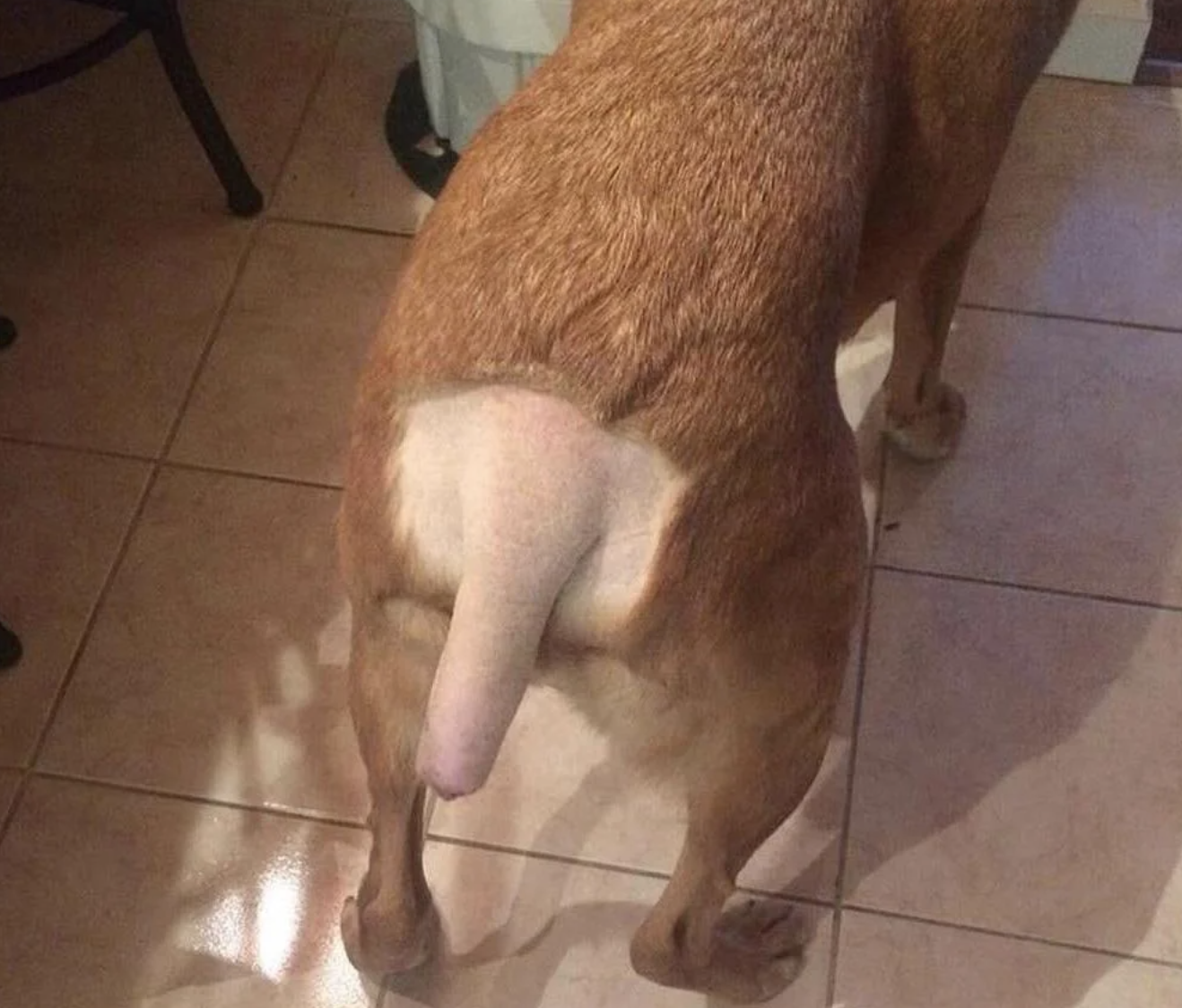A dog&#x27;s hindquarters that have been shaved