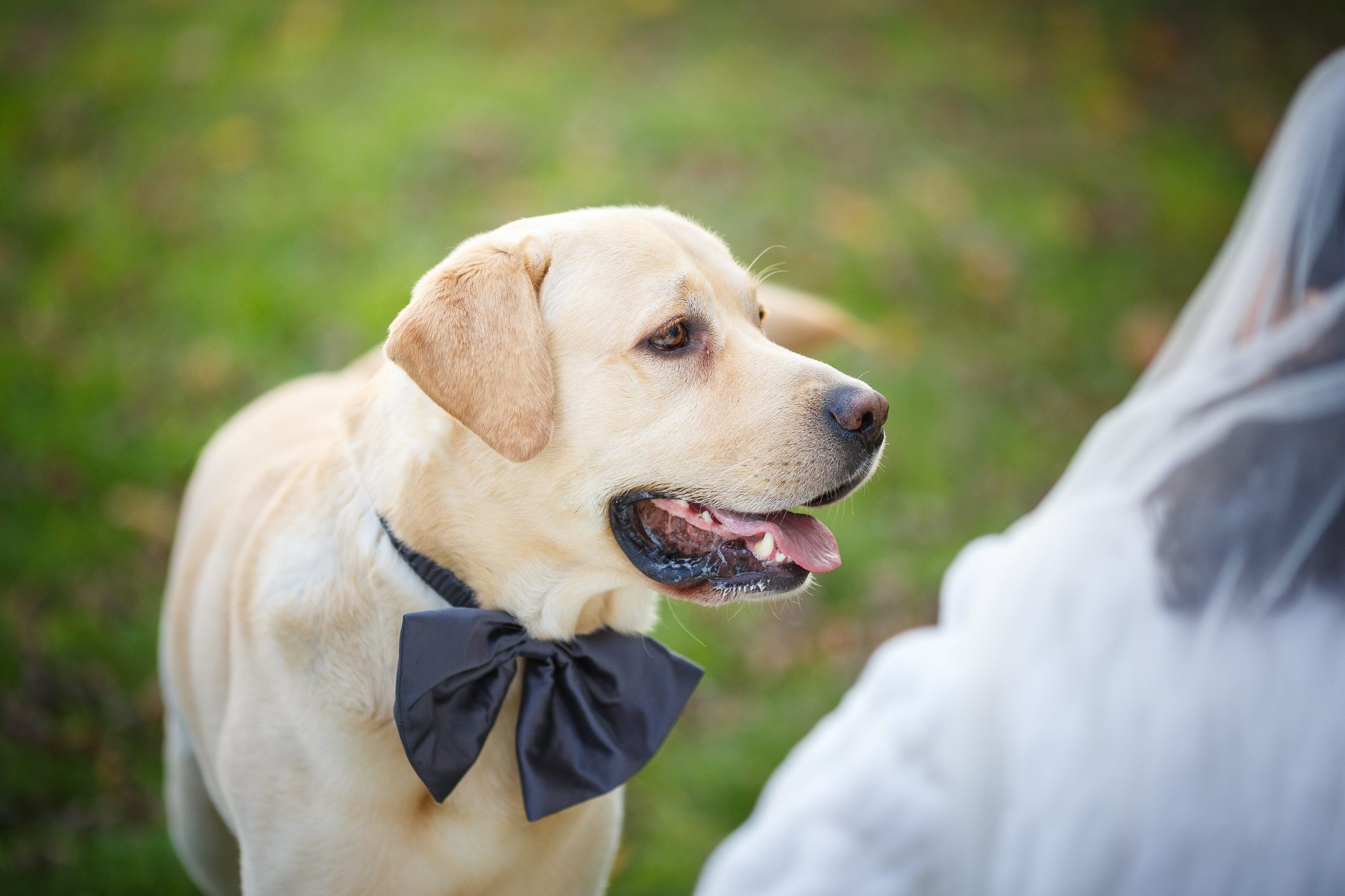 A Labrador dog with a bow tie looks at a person, in a wedding setting