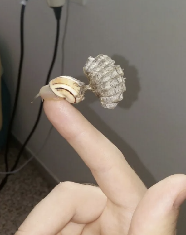 A snail crawls on a person&#x27;s finger, with a wasp nest attached to it