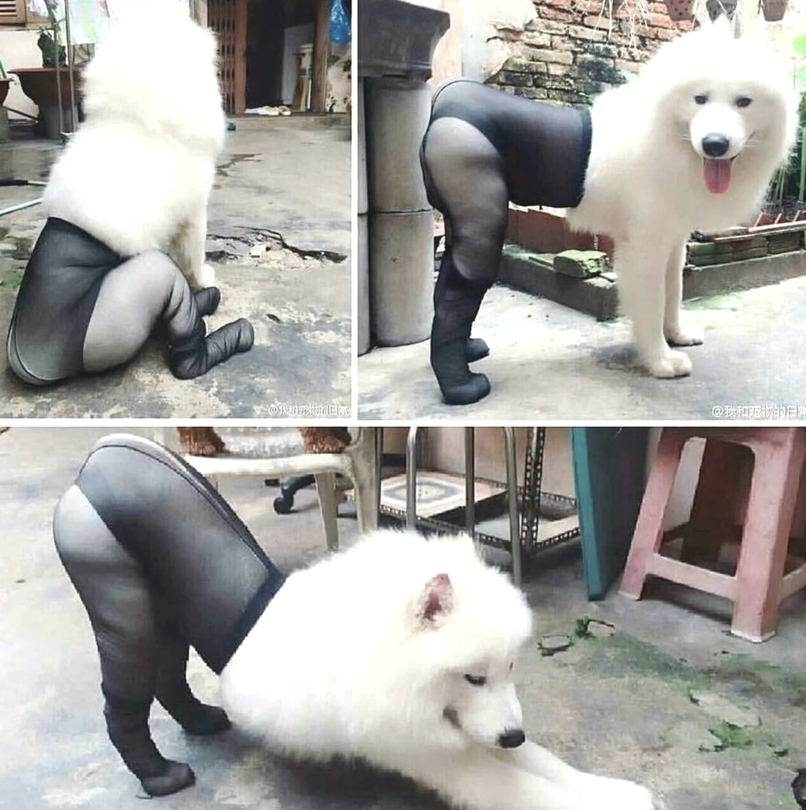 A dog with an edited image to appear as if it has human legs in tights and high heels in different poses