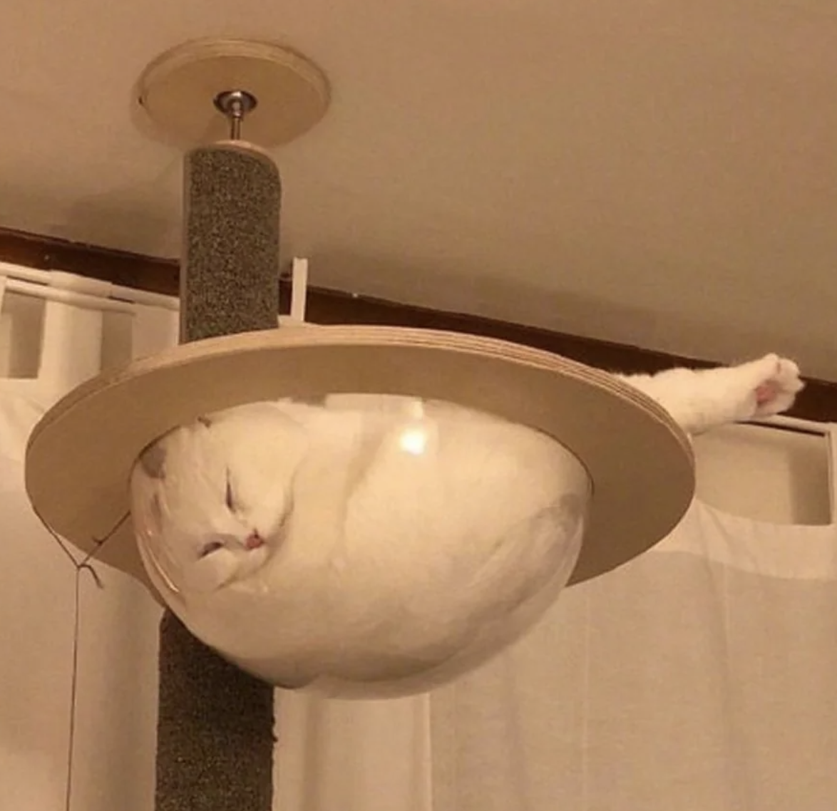 A white cat is sleeping snugly in a round hanging bed attached to a cat tree