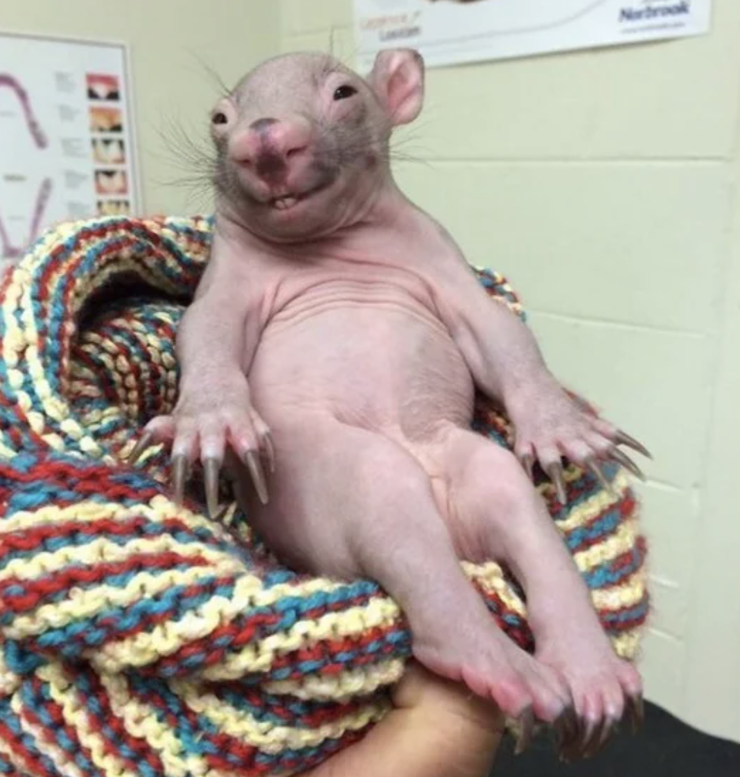 Hairless baby marsupial nestled in a knitted blanket, held in someone&#x27;s hand