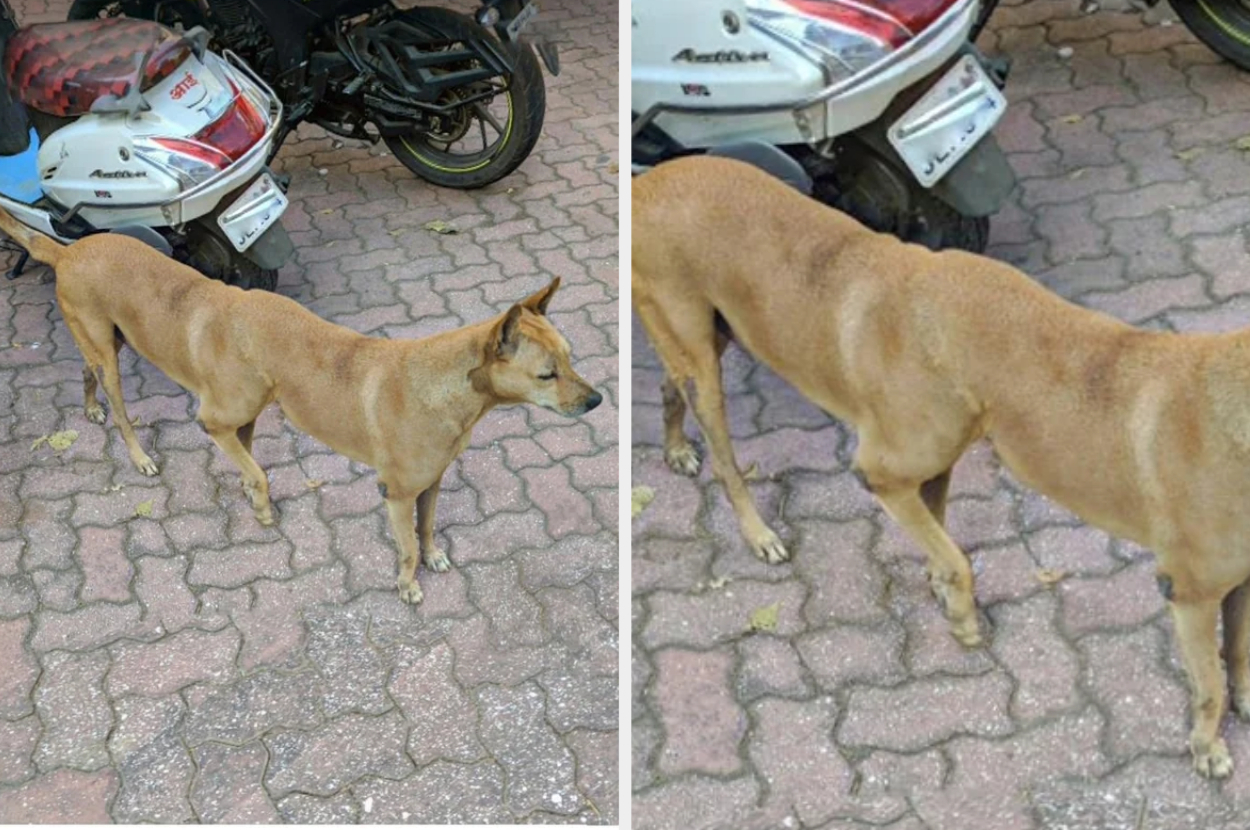 A brown dog stands near parked motorcycles on a paved surface